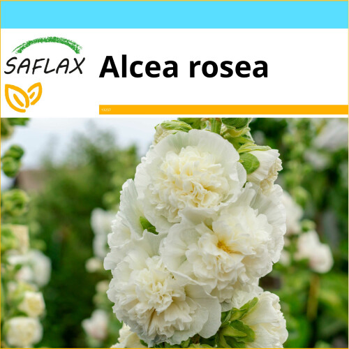 SAFLAX Geschenk Set - Weiße Stockrose - Alcea - 100 Samen