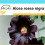 SAFLAX Geschenk Set - Schwarze Stockrose - Alcea - 100 Samen 1