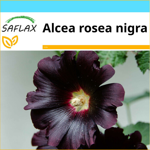 SAFLAX Geschenk Set - Schwarze Stockrose - Alcea - 100 Samen