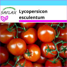 SAFLAX Geschenk Set -  Honigtomate - Lycopersicon - 10 Samen