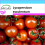 SAFLAX Geschenk Set -  Honigtomate - Lycopersicon - 10 Samen 1