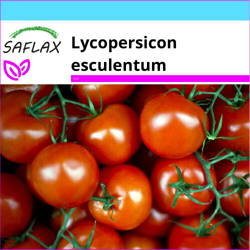 SAFLAX Geschenk Set -  Honigtomate - Lycopersicon - 10 Samen