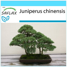 SAFLAX Geschenk Set - Wacholder - Juniperus - 30 Samen