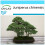 SAFLAX Geschenk Set - Wacholder - Juniperus - 30 Samen 1