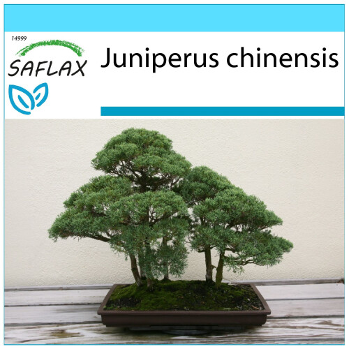 SAFLAX Geschenk Set - Wacholder - Juniperus - 30 Samen
