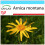 SAFLAX Geschenk Set - Arnica - Arnica - 40 Samen 1