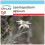 SAFLAX Geschenk Set - Edelweiss - Leontopodium - 500 Samen 1