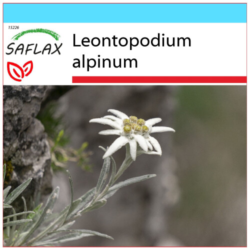SAFLAX Geschenk Set - Edelweiss - Leontopodium - 500 Samen