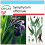 SAFLAX Geschenk Set - Beinwell - Symphytum - 15 Samen 1