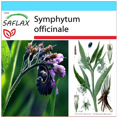 SAFLAX Geschenk Set - Beinwell - Symphytum - 15 Samen