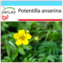 SAFLAX Geschenk Set - Gänsefingerkraut - Potentilla - 20 Samen