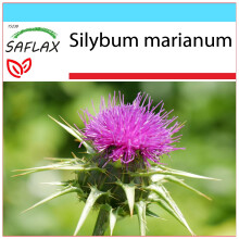 SAFLAX Geschenk Set - Mariendistel - Silybum - 75 Samen