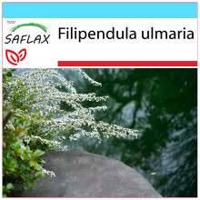 SAFLAX Geschenk Set - Mädesüß - Filipendula - 500 Samen