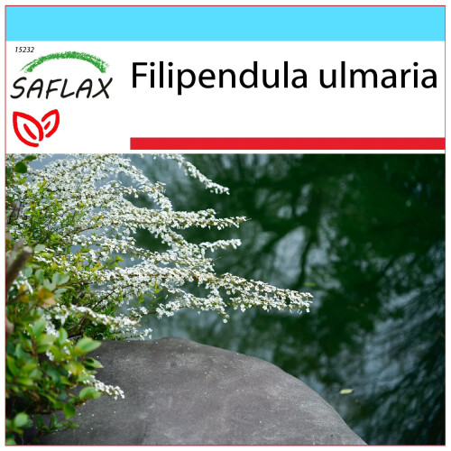 SAFLAX Geschenk Set - Mädesüß - Filipendula - 500 Samen