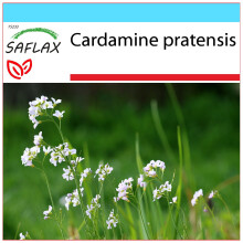 SAFLAX Geschenk Set - Wiesenschaumkraut - Cardamine - 100 Samen