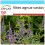 SAFLAX Geschenk Set - Mönchspfeffer - Vitex - 30 Samen 1