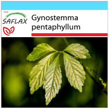 SAFLAX Geschenk Set - Pflanze der Unsterblichkeit - Gynostemma - 30 Samen
