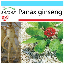 SAFLAX Geschenk Set - Ginseng - Panax - 10 Samen