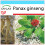 SAFLAX Geschenk Set - Ginseng - Panax - 10 Samen 1
