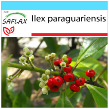 SAFLAX Geschenk Set - Mate Teestrauch - Ilex - 10 Samen