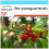 SAFLAX Geschenk Set - Mate Teestrauch - Ilex - 10 Samen 1