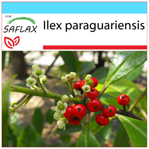 SAFLAX Geschenk Set - Mate Teestrauch - Ilex - 10 Samen