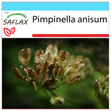 SAFLAX Geschenk Set - Anis - Pimpinella - 200 Samen