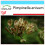 SAFLAX Geschenk Set - Anis - Pimpinella - 200 Samen 1