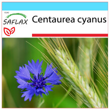 SAFLAX Geschenk Set - Blaue Kornblume - Centaurea - 27000 Samen