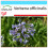 SAFLAX Geschenk Set - Eisenkraut - Verbena - 250 Samen 1
