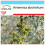 SAFLAX Geschenk Set - Wermut - Artemisia - 500 Samen 1