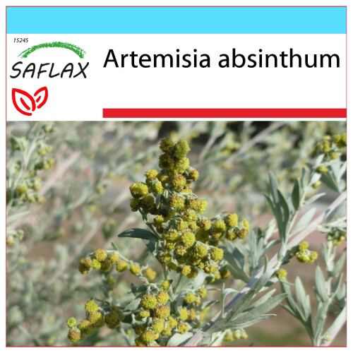 SAFLAX Geschenk Set - Wermut - Artemisia - 500 Samen