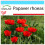 SAFLAX Geschenk Set - Klatschmohn - Papaver - 27000 Samen 1