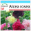 SAFLAX Geschenk Set - Stockrosen - Alcea - 100 Samen 1