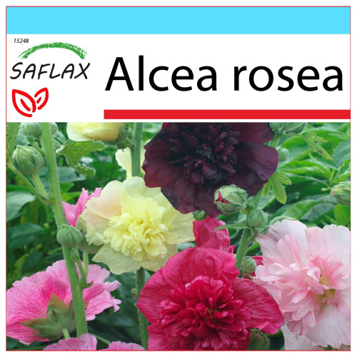SAFLAX Geschenk Set - Stockrosen - Alcea - 100 Samen