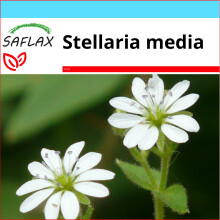 SAFLAX Geschenk Set - Vogelmiere - Stellaria - 1000 Samen