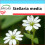 SAFLAX Geschenk Set - Vogelmiere - Stellaria - 1000 Samen 1
