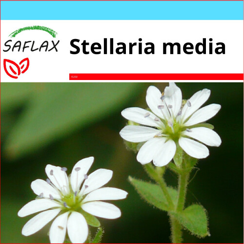SAFLAX Geschenk Set - Vogelmiere - Stellaria - 1000 Samen