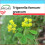 SAFLAX Geschenk Set - Bockshornklee - Trigonella - 100 Samen 1