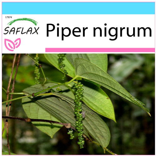 SAFLAX Geschenk Set - Pfeffer - Piper - 20 Samen