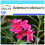 SAFLAX Geschenk Set - Wüstenrose - Adenium - 8 Samen 1