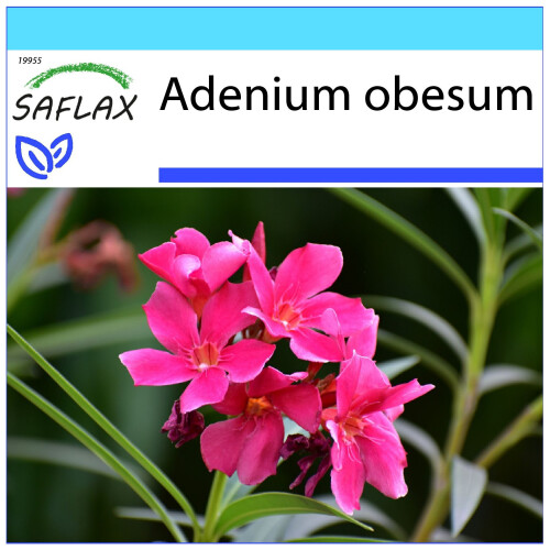 SAFLAX Geschenk Set - Wüstenrose - Adenium - 8 Samen
