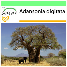 SAFLAX - Garden to go - African Monkey Bread Tree - 6 seeds - With pot, climate lid and growing substrate - Adansonia digitata