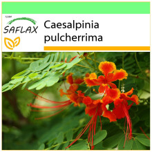 SAFLAX Garden to go - Pfauenstrauch - Caesalpinia - 10 Samen