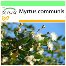 SAFLAX - Garden to go - True Myrtle - 30 seeds - With pot, climate lid and growing substrate - Myrtus communis