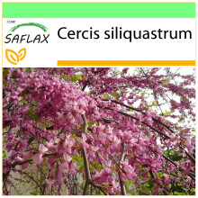 SAFLAX Garden to go - Liebesbaum - Cercis - 60 Samen