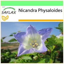 SAFLAX - Garden to go - Pomme du Pérou - 100 graines - Avec pot, couvercle climatique et substrat de culture - Nicandra Physaloides