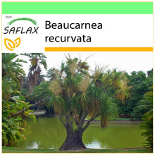 SAFLAX - Garden to go - Pied d'éléphant - 10 graines - Avec pot, couvercle climatique et substrat de culture - Beaucarnea recurvata