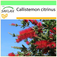SAFLAX - Garden to go - Callistemon - 400 graines - Avec pot, couvercle climatique et substrat de culture - Callistemon citrinus