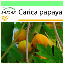SAFLAX Garden to go - Papaya - Carica - 30 Samen